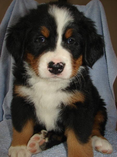 du Manoir de Clerlian - Bouvier Bernois - Portée née le 02/07/2010