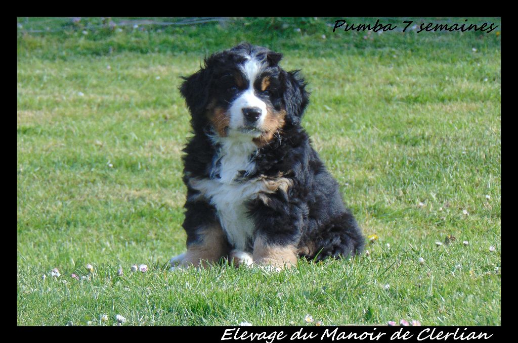 du Manoir de Clerlian - Bouvier Bernois - Portée née le 18/02/2019