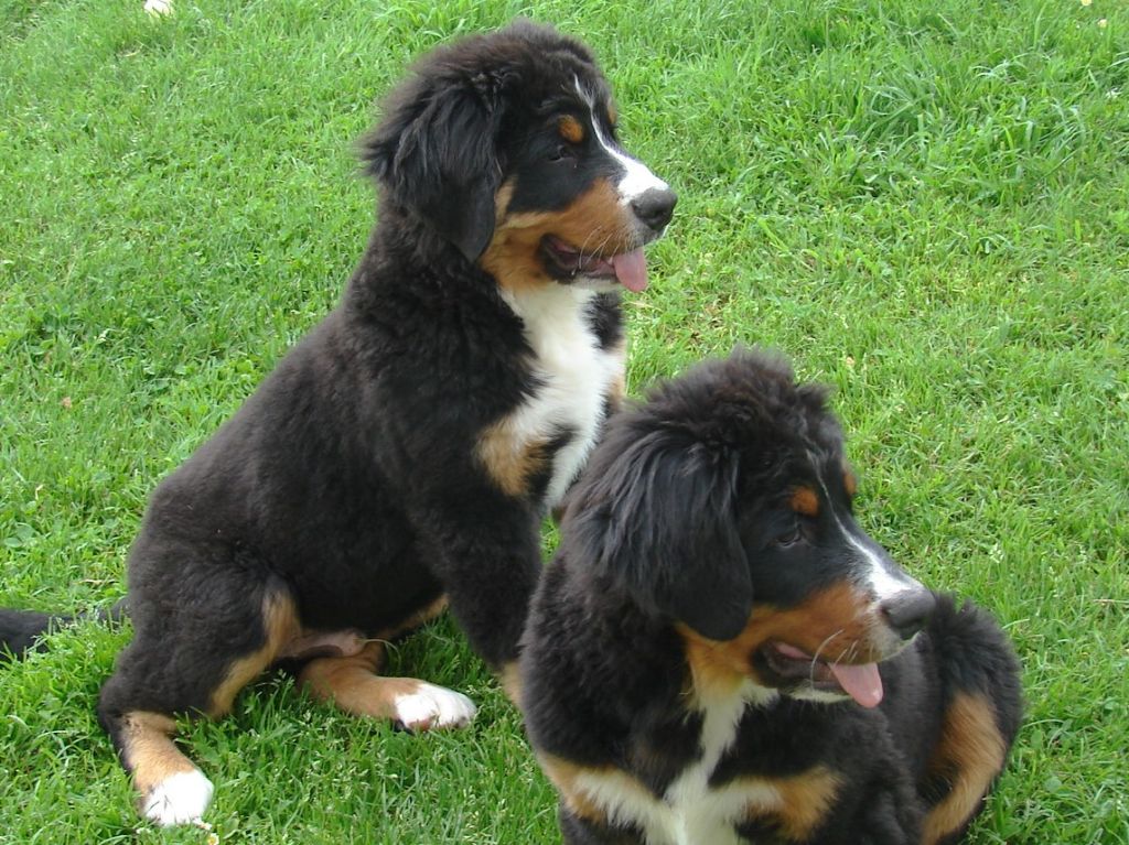 Chiot Bouvier Bernois du Manoir de Clerlian